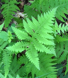 Fern New York Fern-Thelypteris noveboracensis Z 4-8