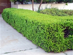 JAPANESE BOXWOOD-Buxus microphylla japonica shrub Zone 5