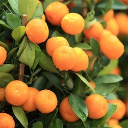seedless tangerine tree