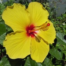 HIBISCUS FORT MYERS YELLOW-, WIDE YELLOW PETALS WITH RED CENTER rosa ...