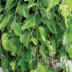 Are fruitless mulberry discount trees poisonous to dogs