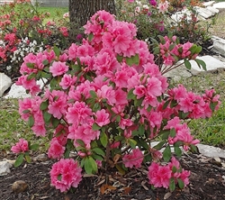 AZALEA RHODODENDRON PINK RUFFLES-LARGE CLUSTERS OF FRILLED DOUBLE