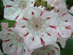 MOUNTAIN LAUREL AMERICAN-Kalmia latifolia-Clusters of Pink and White Z 4