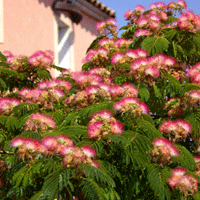 Tree- julibrissin -Pom-Pom Pink Silky Thread-like Flowers