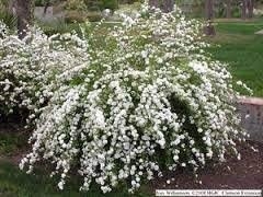 SPIREA 'Reeves' BRIDAL'S WREATH SPRING WHITE BLOOMING HARDY SHRUB